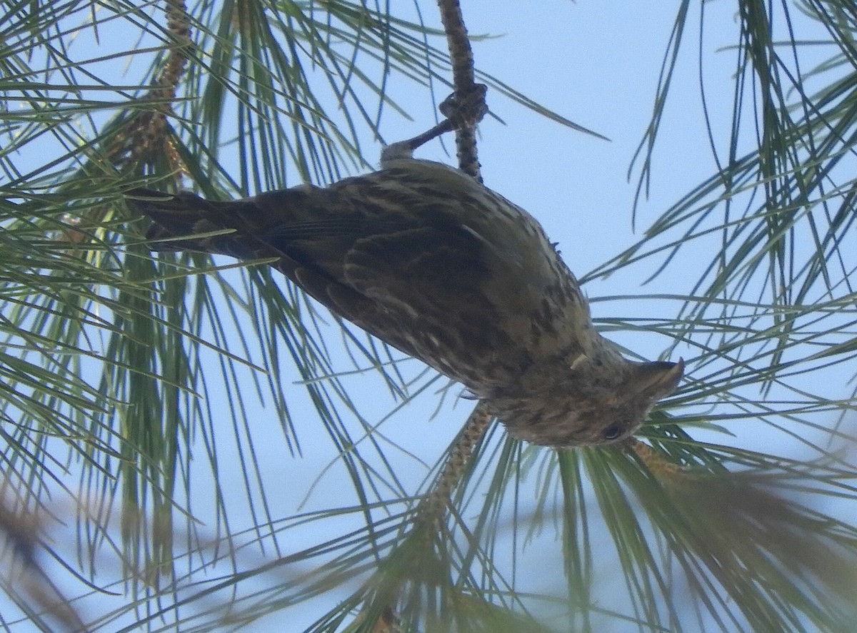 Red Crossbill - ML646507670
