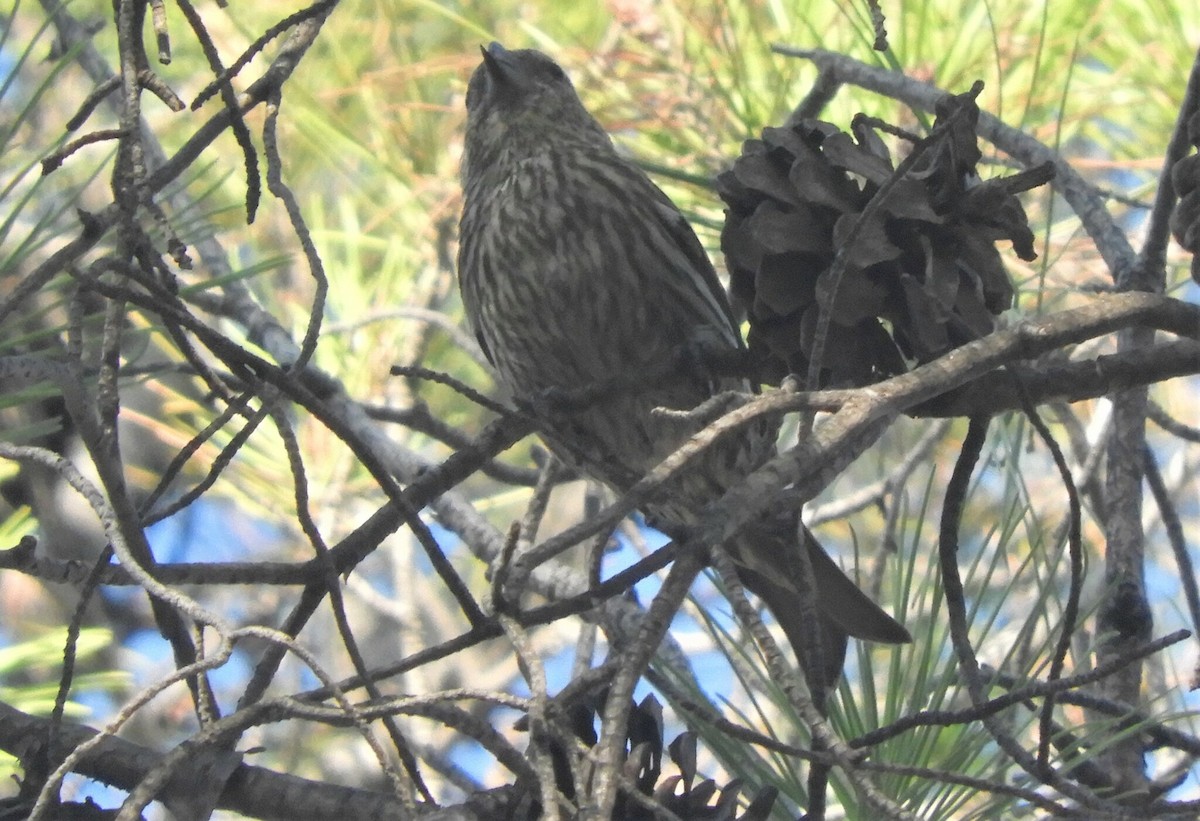 Red Crossbill - ML646507673