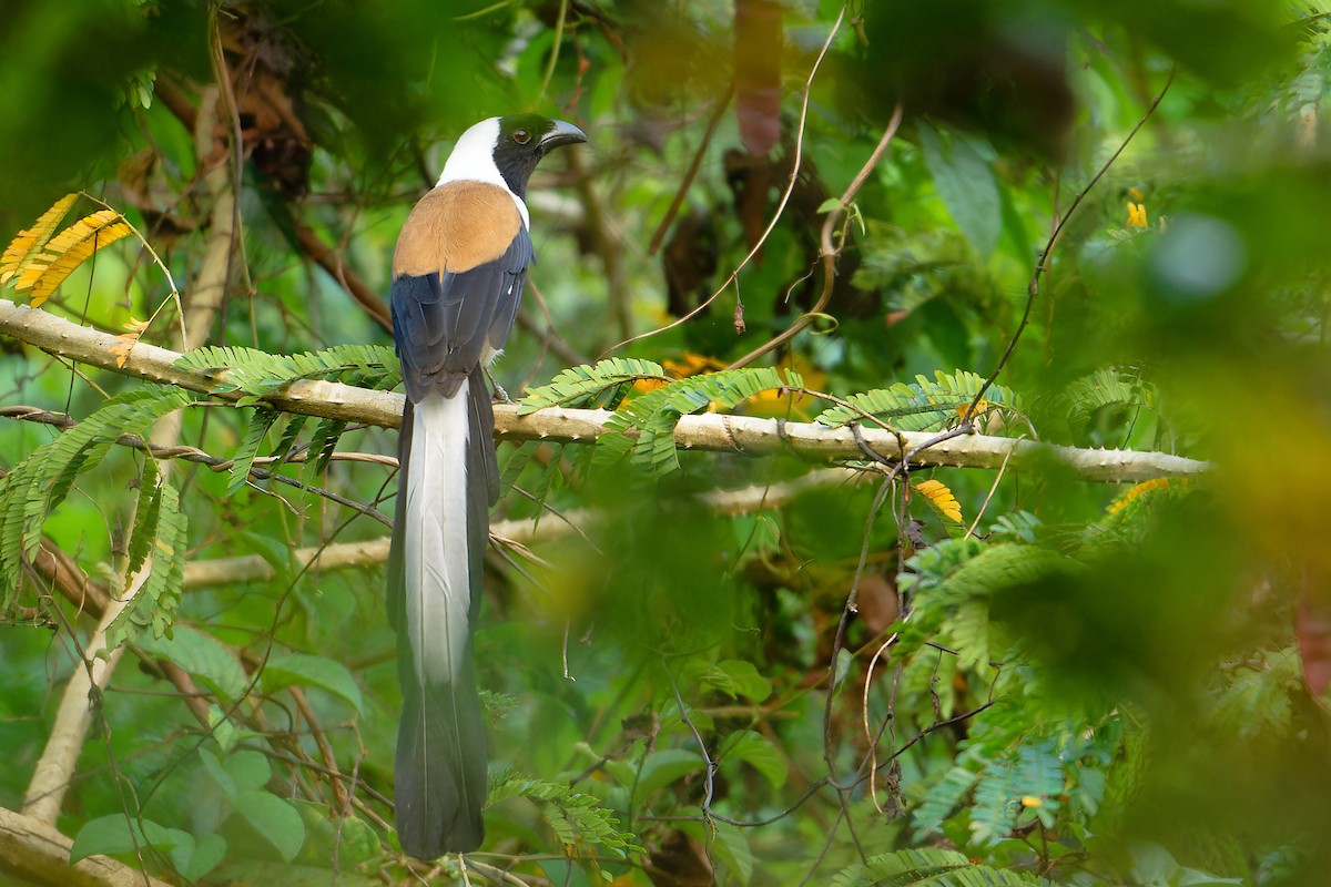 Белобрюхая китта - ML646507675