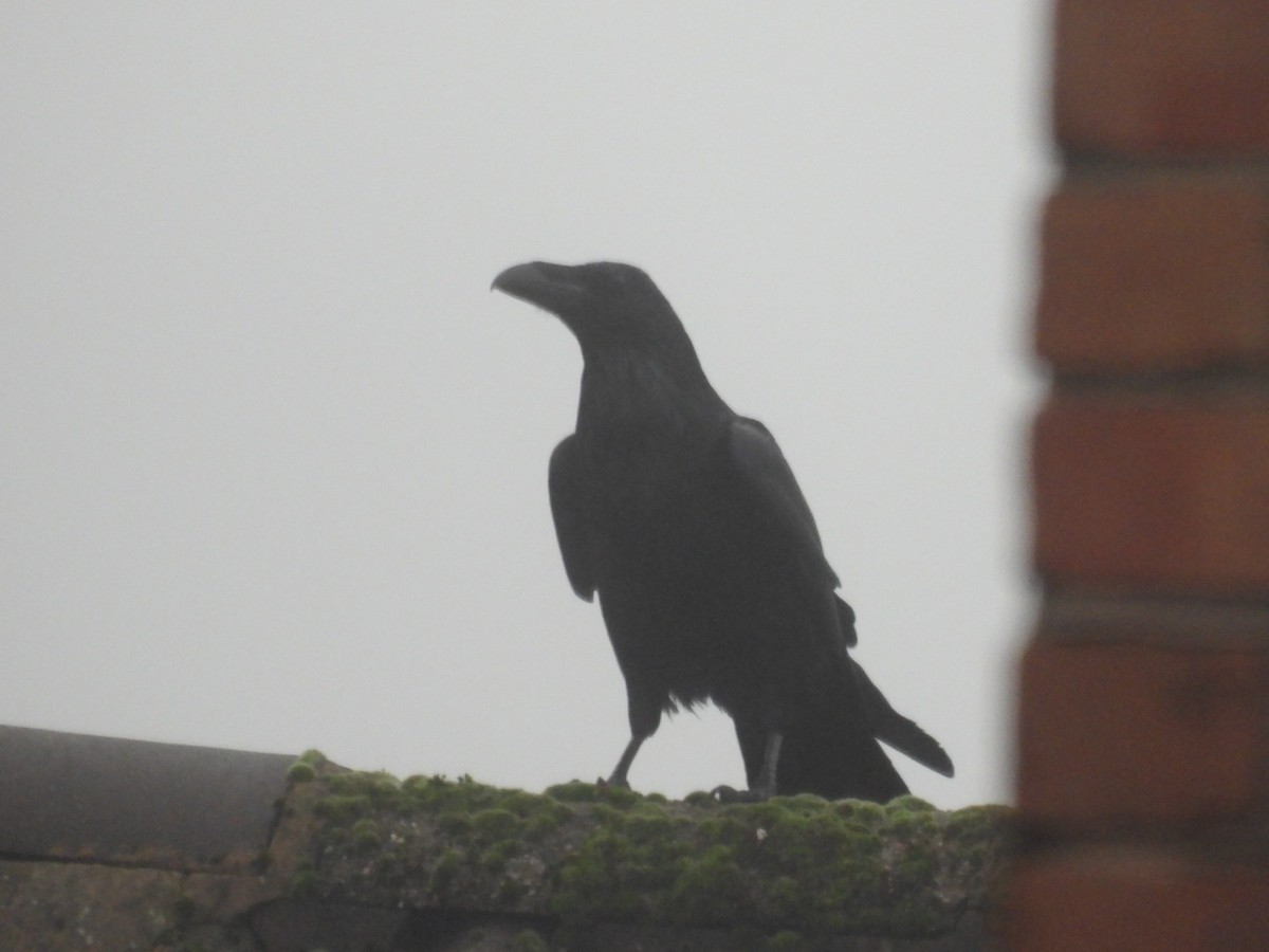 Kolkrabe - ML646507687