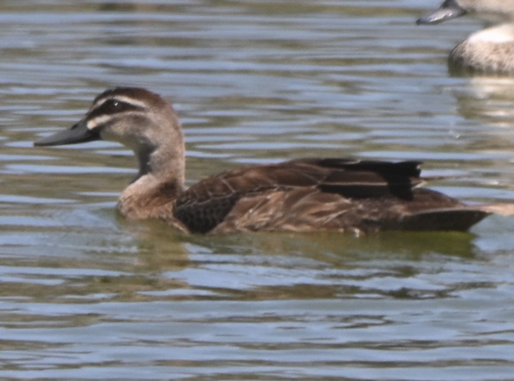 Ánade Cejudo - ML646507690