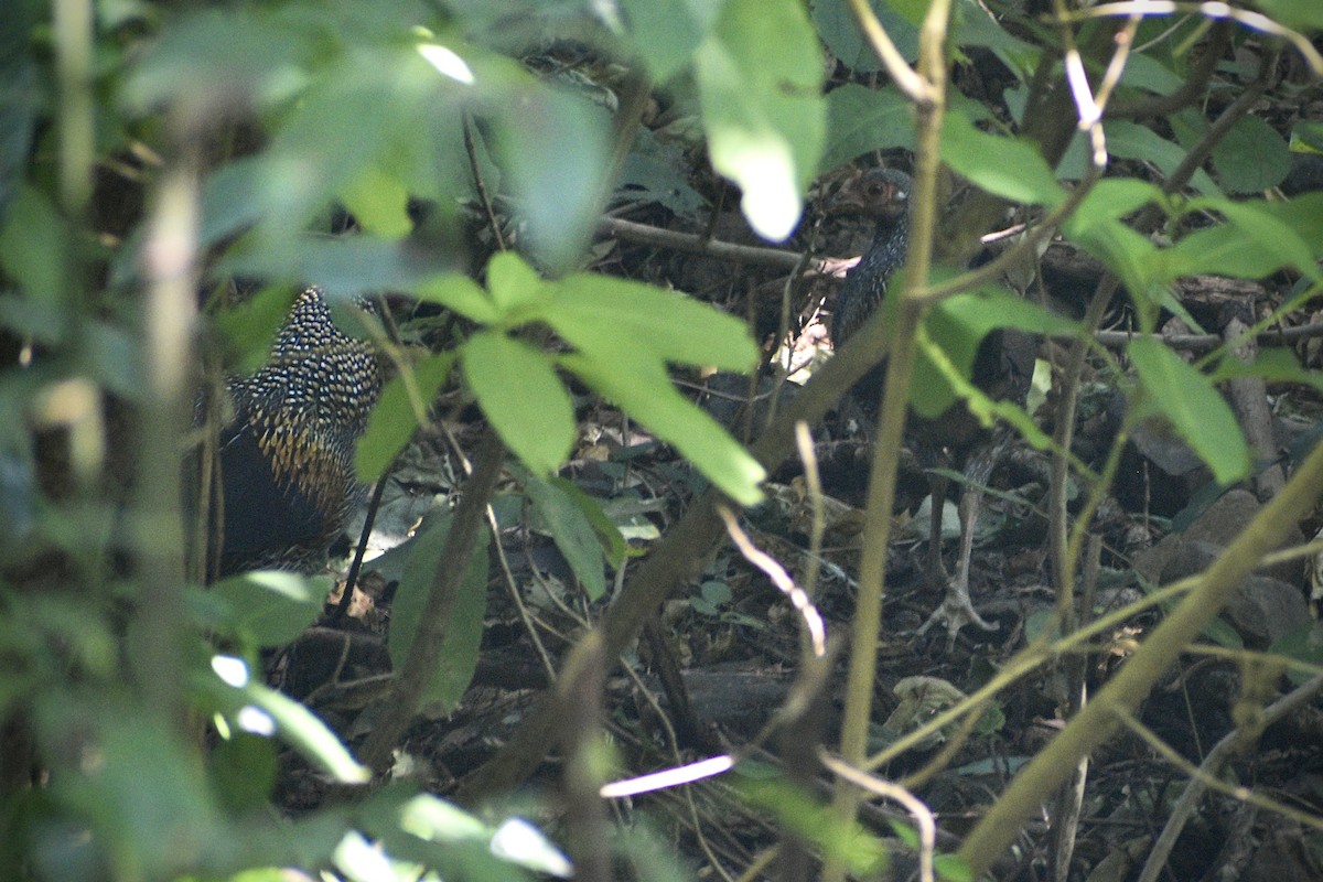 Gray Junglefowl - ML646507692