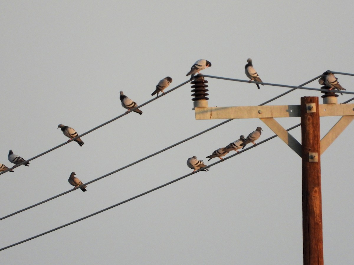 יונת סלעים - ML646507695