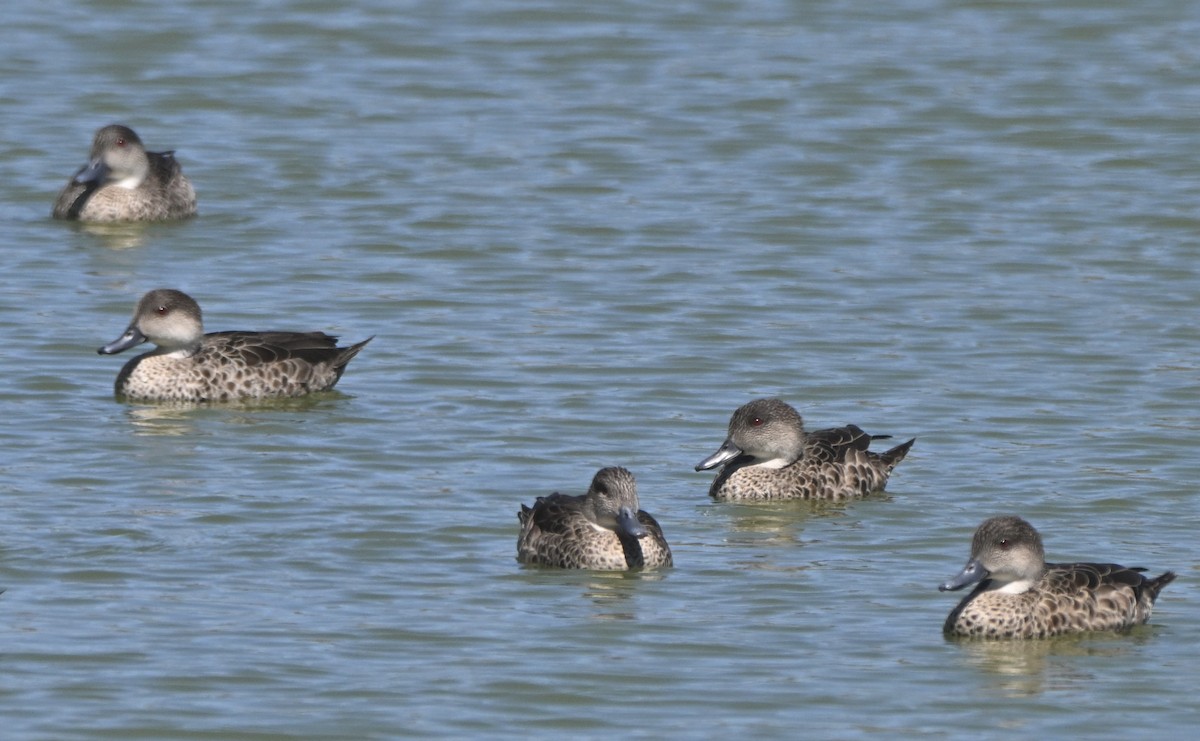 Cerceta Gris - ML646507698