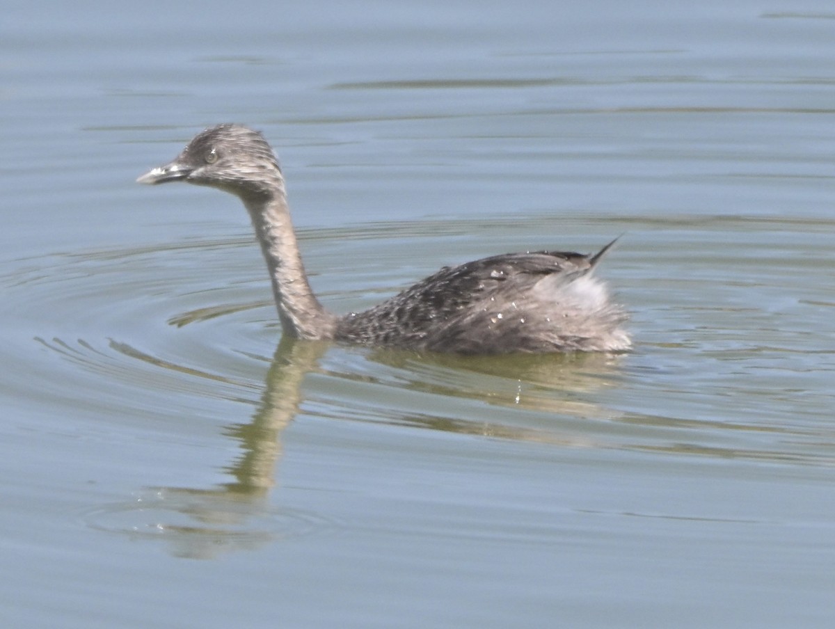 Zampullín Canoso - ML646507701