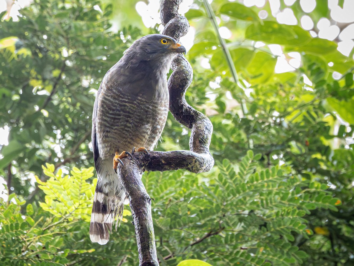 Roadside Hawk - ML646507704