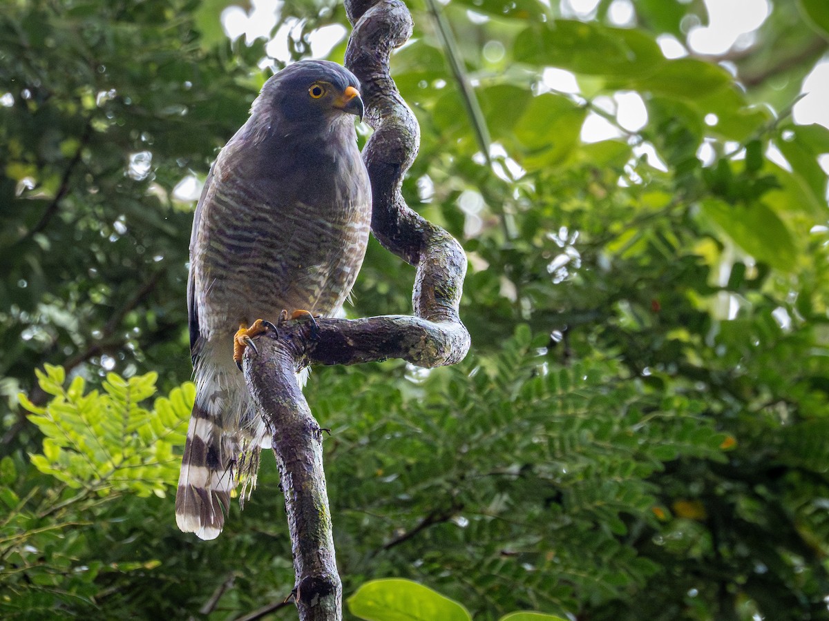 Roadside Hawk - ML646507705