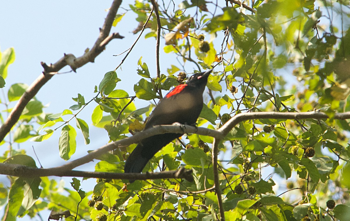 Red-shouldered Cuckooshrike - ML646507709