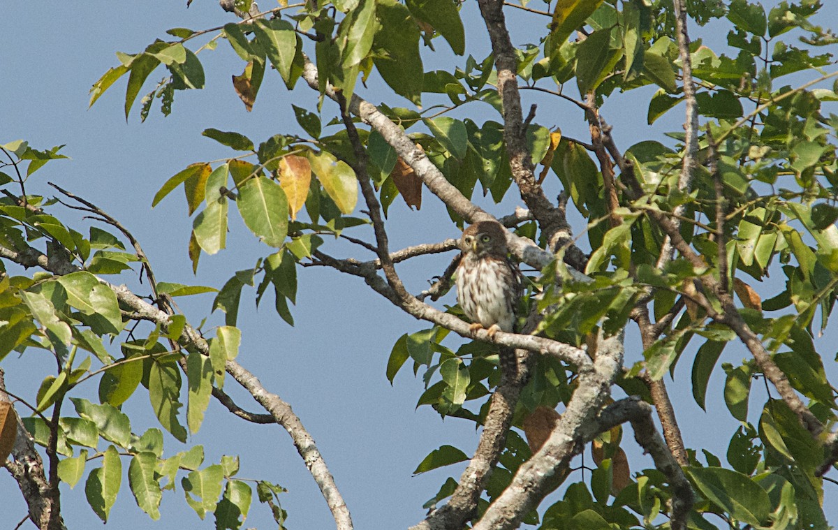 Сичик-горобець савановий - ML646507712
