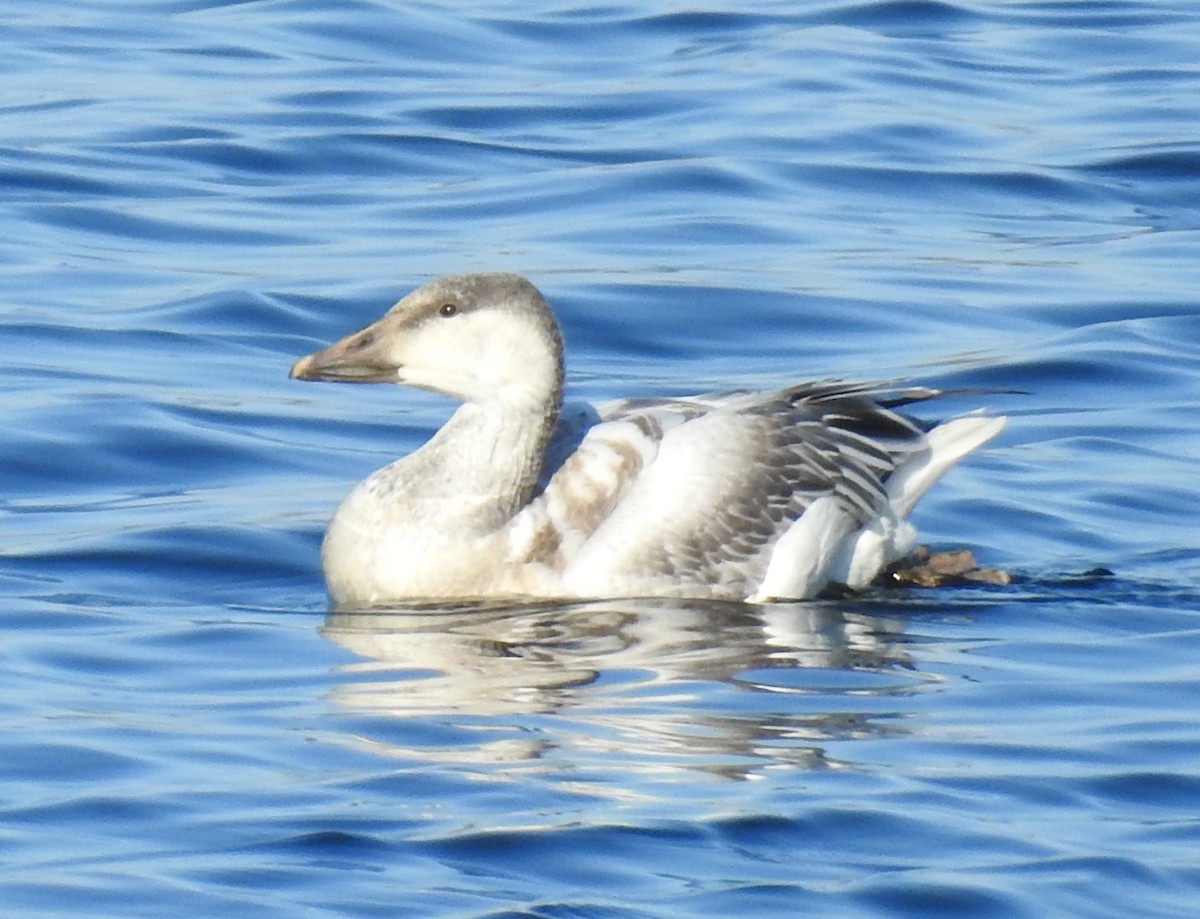 Snow Goose - ML646507715