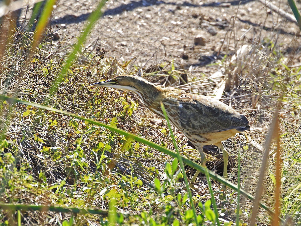 American Bittern - ML646507720