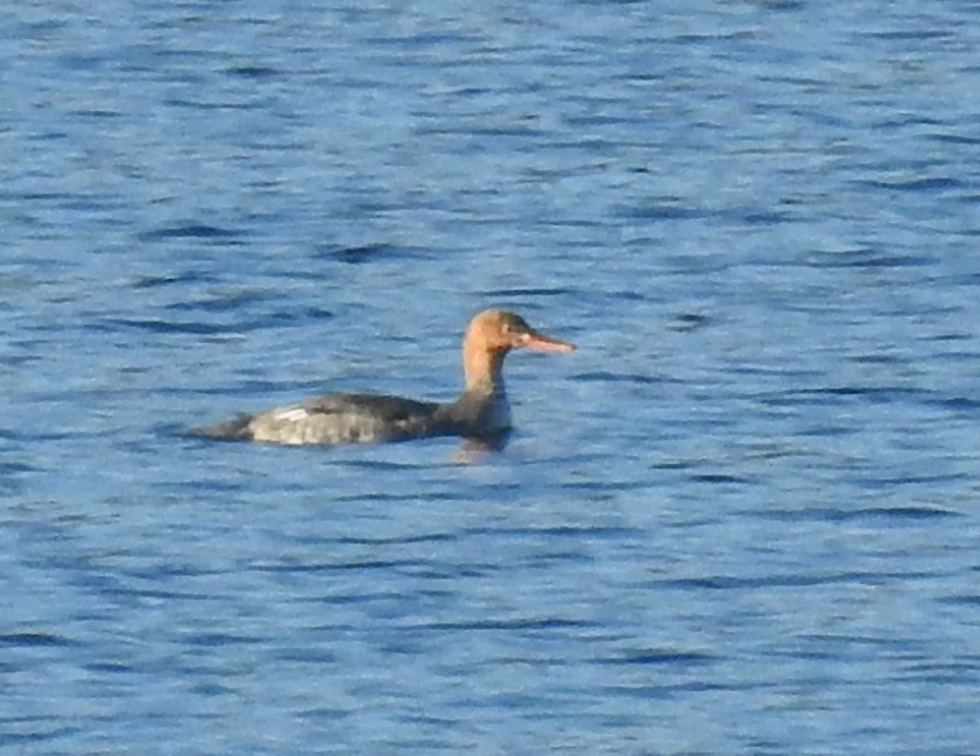 Red-breasted Merganser - ML646507724