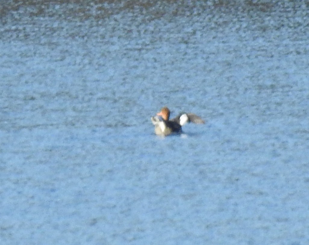 Red-breasted Merganser - ML646507725