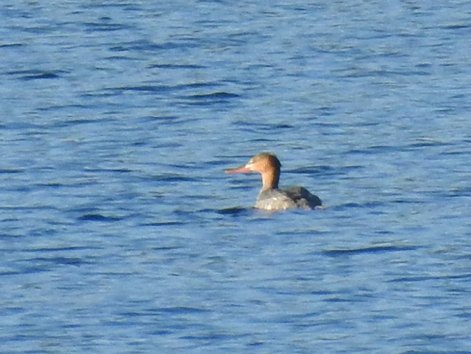 Red-breasted Merganser - ML646507726