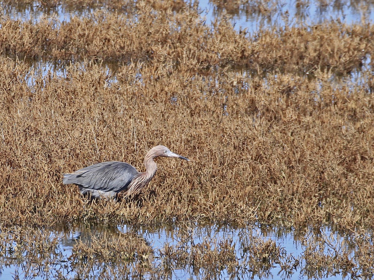 Reddish Egret - ML646507728