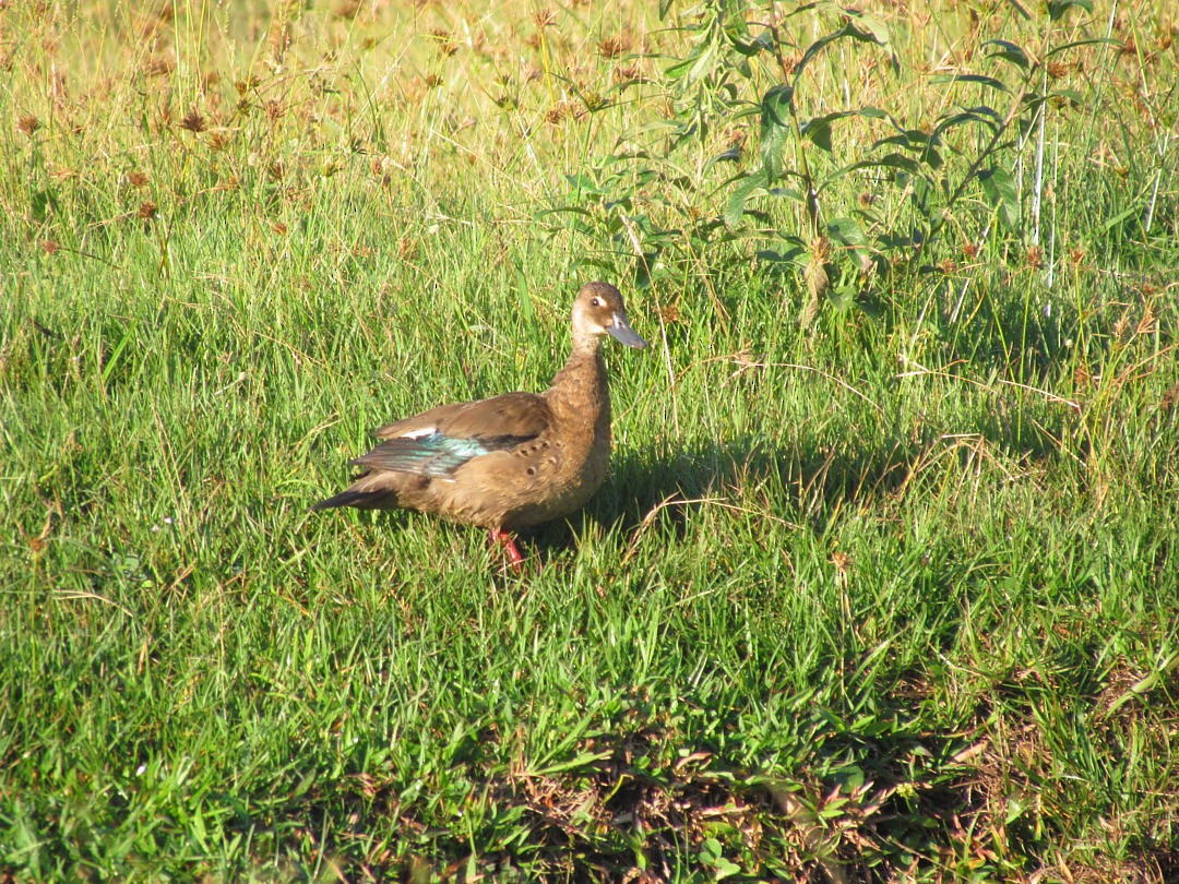 Чирянка бразильська - ML646507734