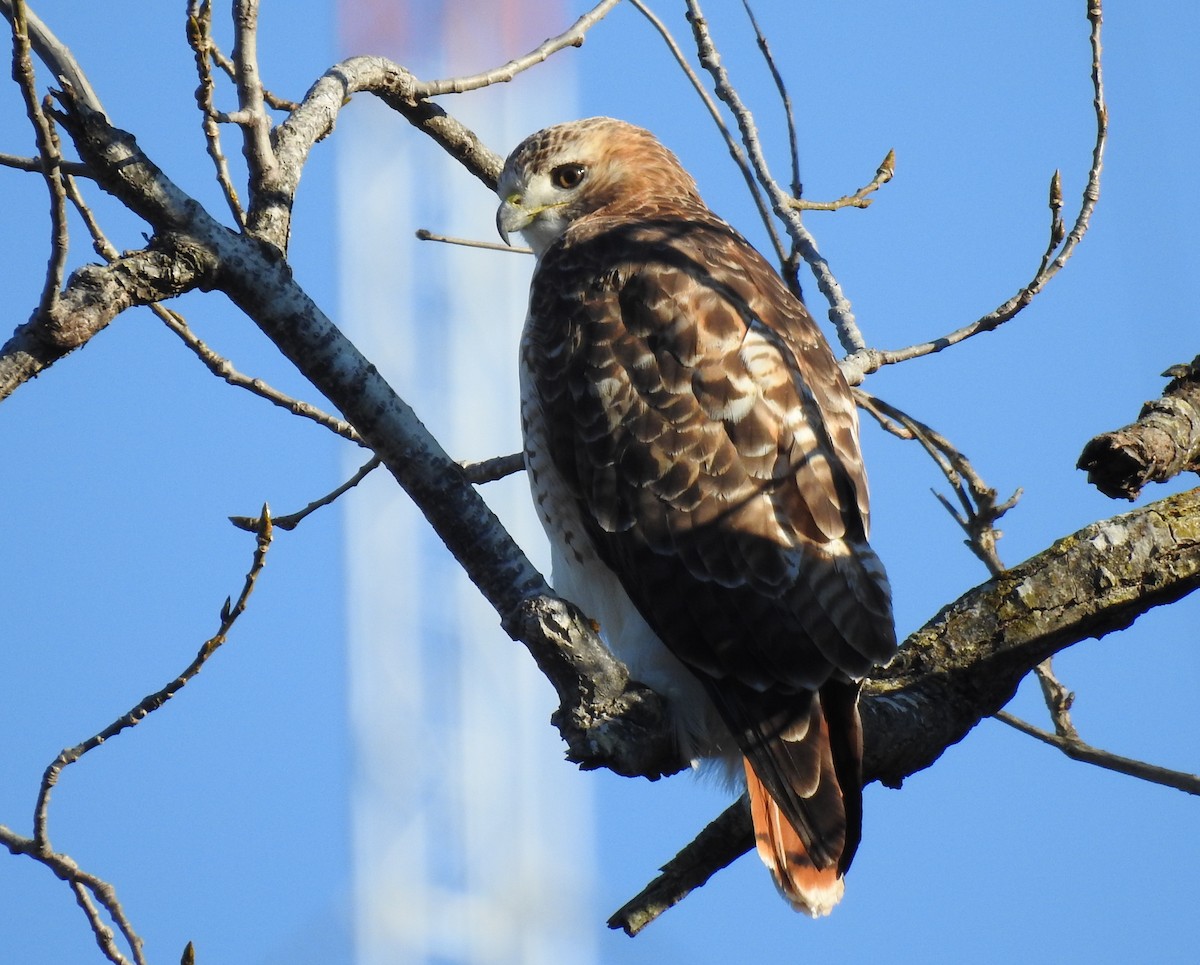 Red-tailed Hawk (Krider's) - ML646507735
