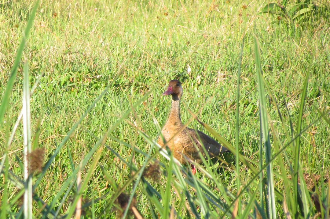 Чирянка бразильська - ML646507736