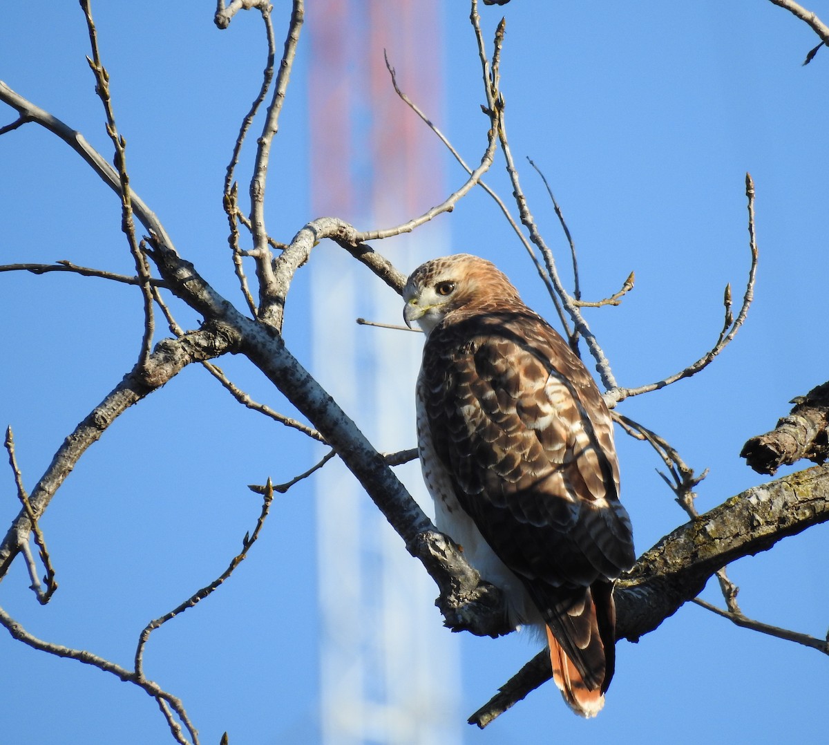 Red-tailed Hawk (Krider's) - ML646507737