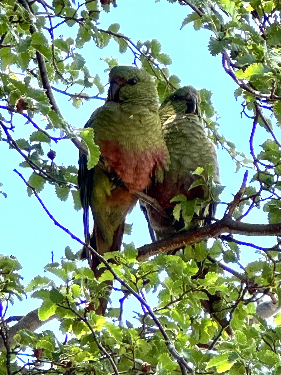 Cotorra Cachaña - ML646507740