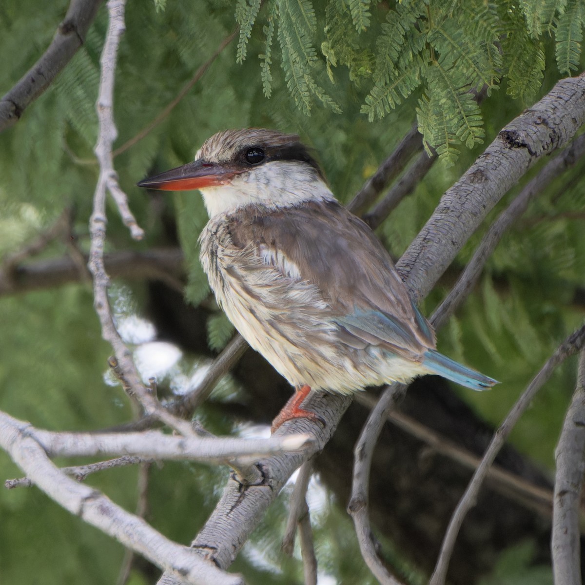 Striped Kingfisher - ML646507742