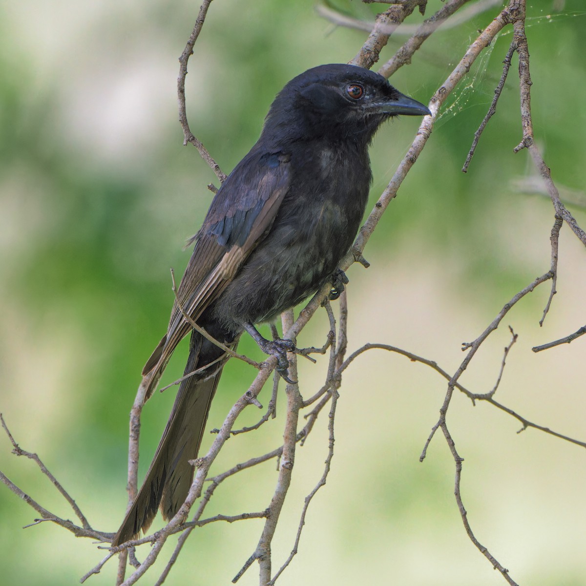 クロオウチュウ - ML646507745