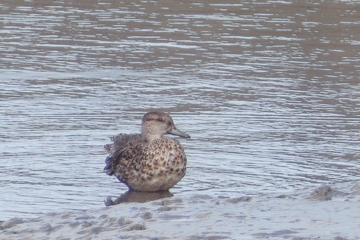 Krickente - ML646507747