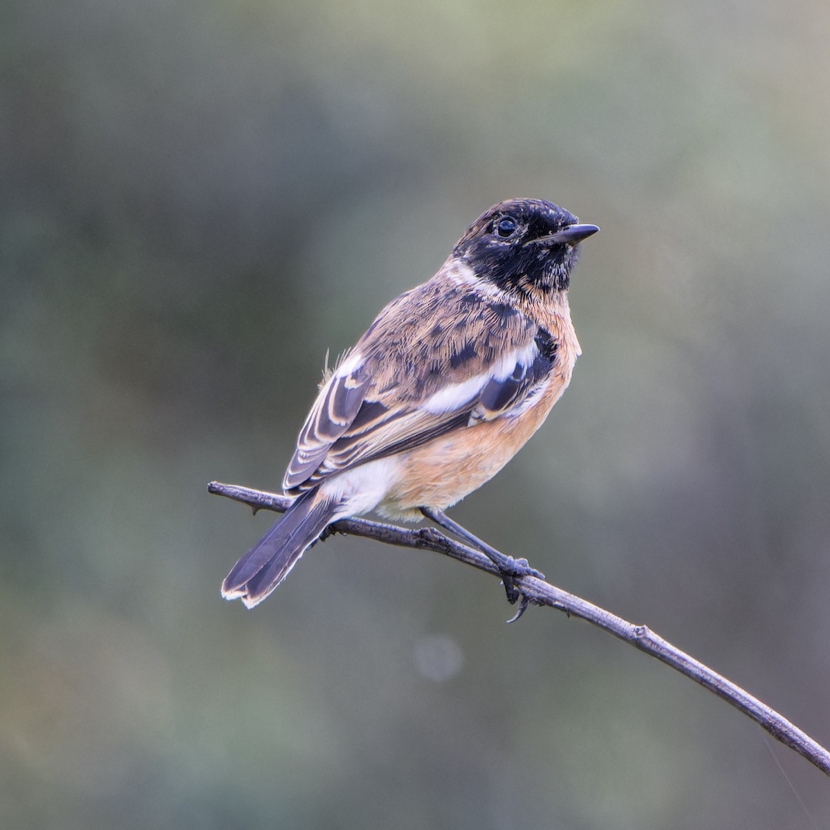 African Stonechat - ML646507748