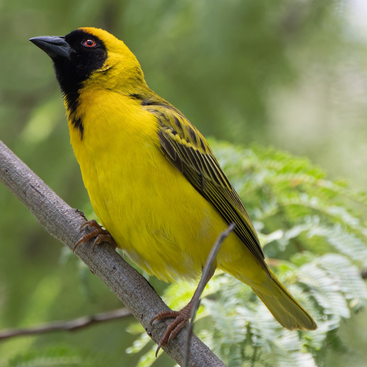 Southern Masked-Weaver - ML646507751