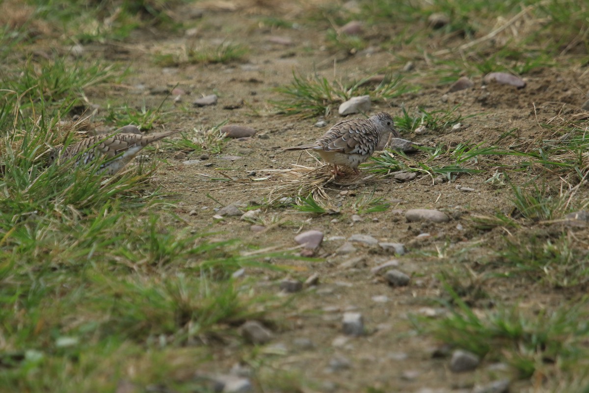 Scaled Dove - ML646507753