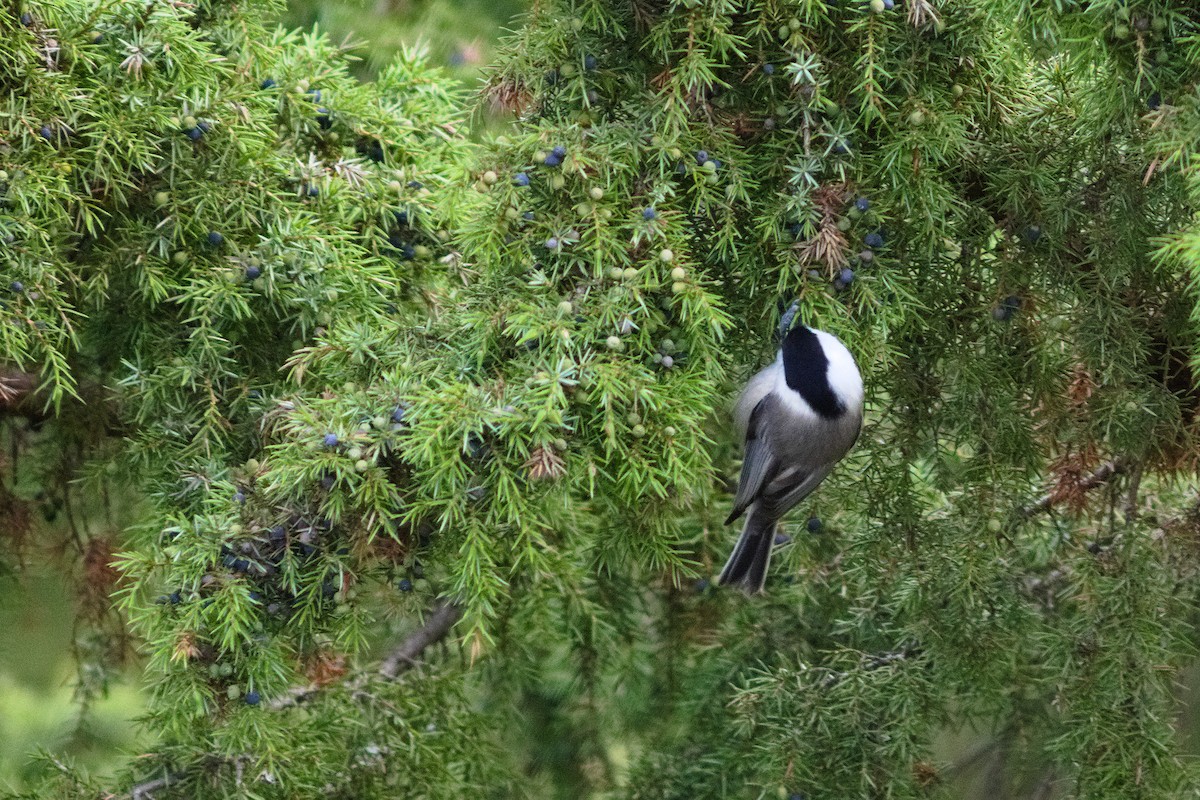 Пухляк - ML646507754