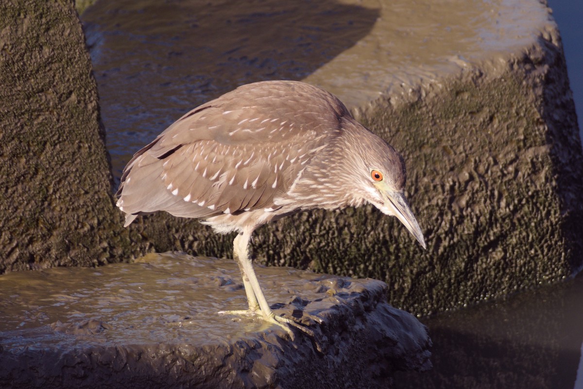 Nachtreiher - ML646507755