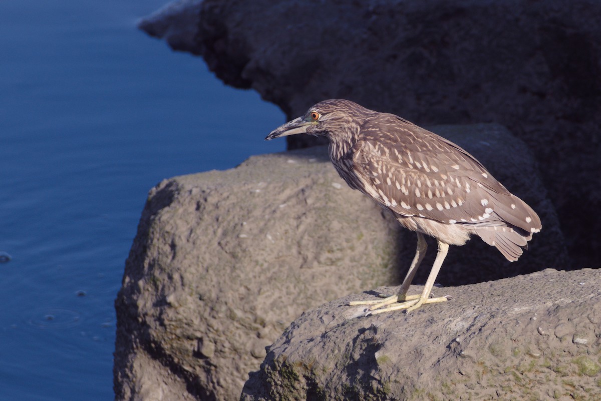 Nachtreiher - ML646507756