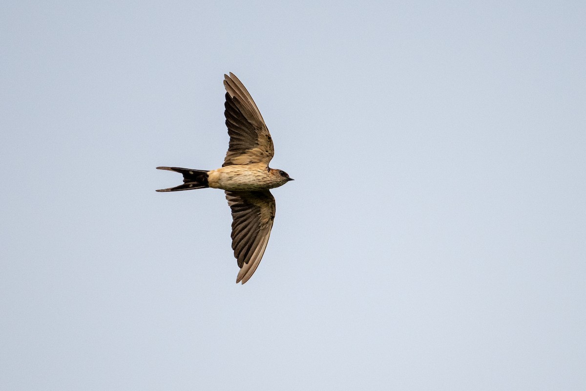Eastern Red-rumped Swallow - ML646507759
