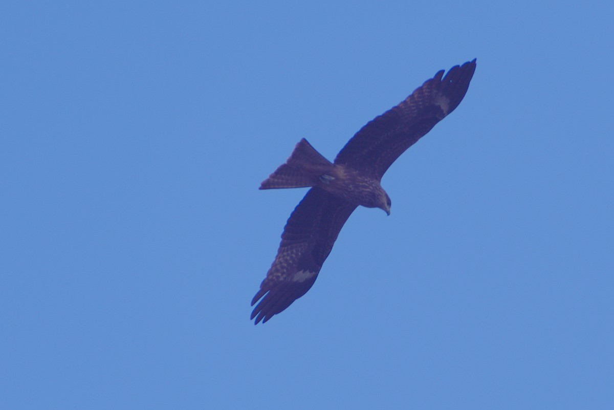 Schwarzmilan - ML646507761