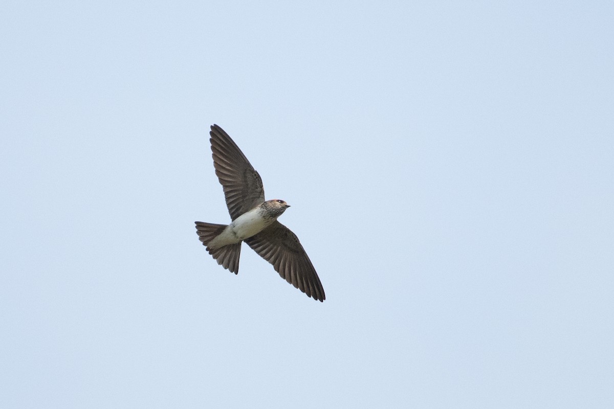 Streak-throated Swallow - ML646507763