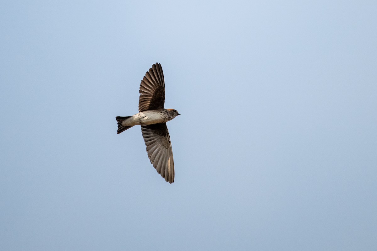 Streak-throated Swallow - ML646507764