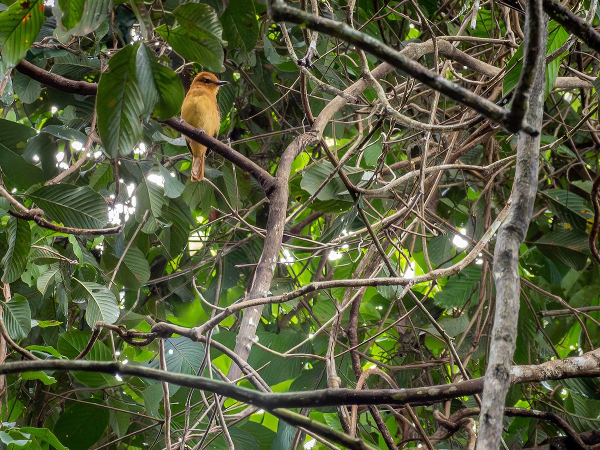 Cinnamon Attila - ML646507765