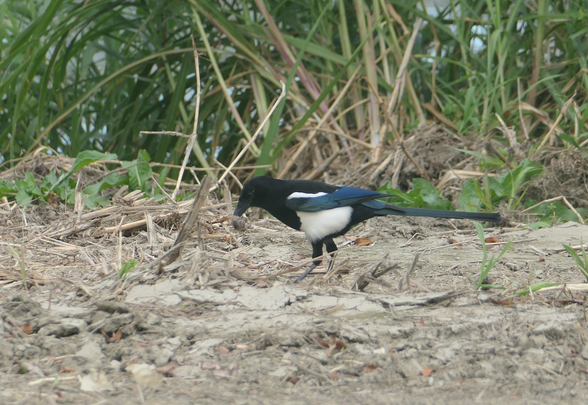 Orientelster - ML646507766