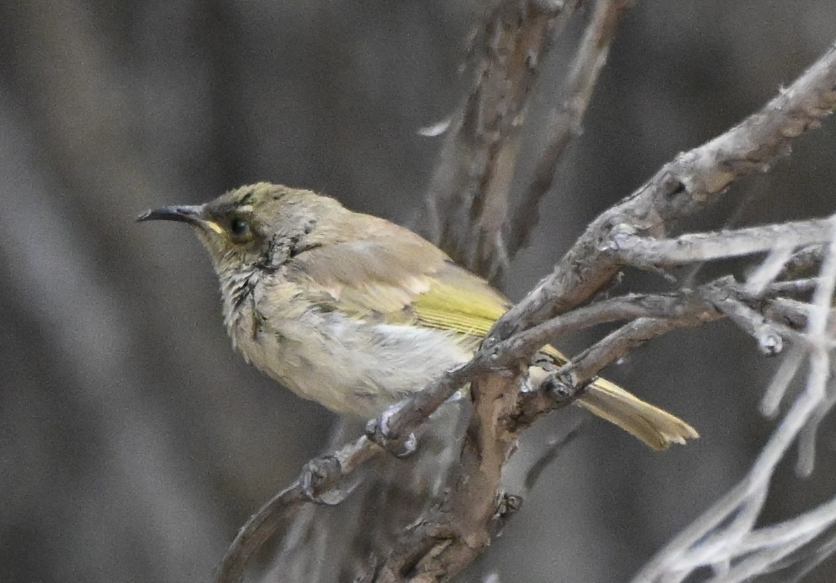 Mielero Pardo - ML646507767