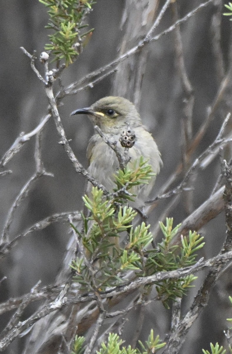 Mielero Pardo - ML646507769