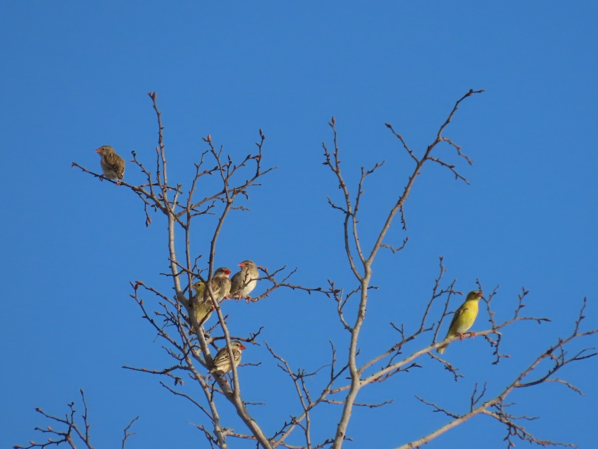 Red-billed Quelea - ML646507770