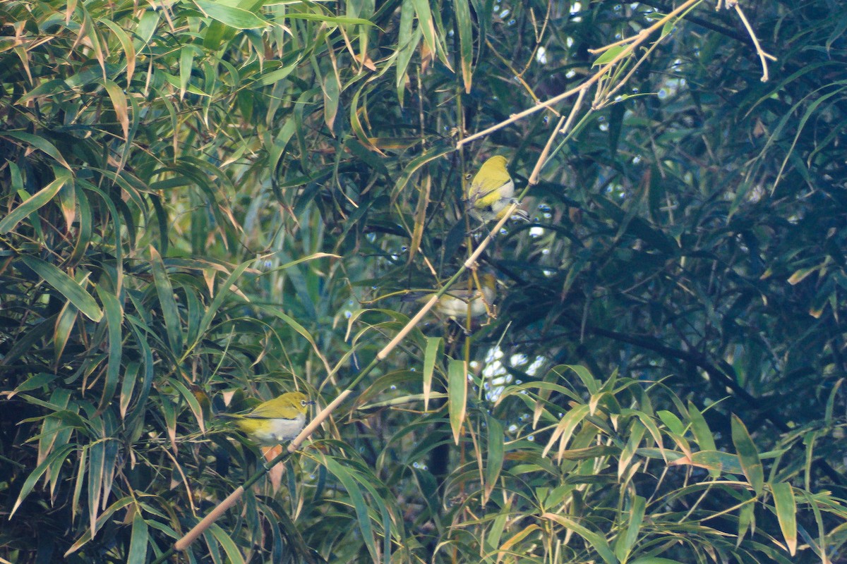 Swinhoebrillenvogel - ML646507771