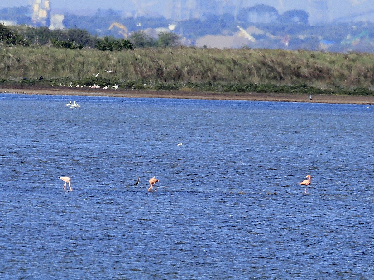 American Flamingo - ML646507772