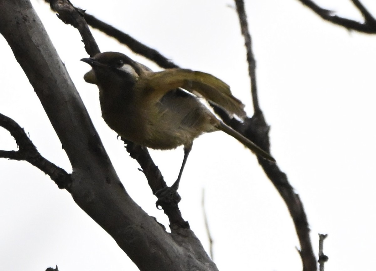 Mielero Orejiblanco - ML646507779