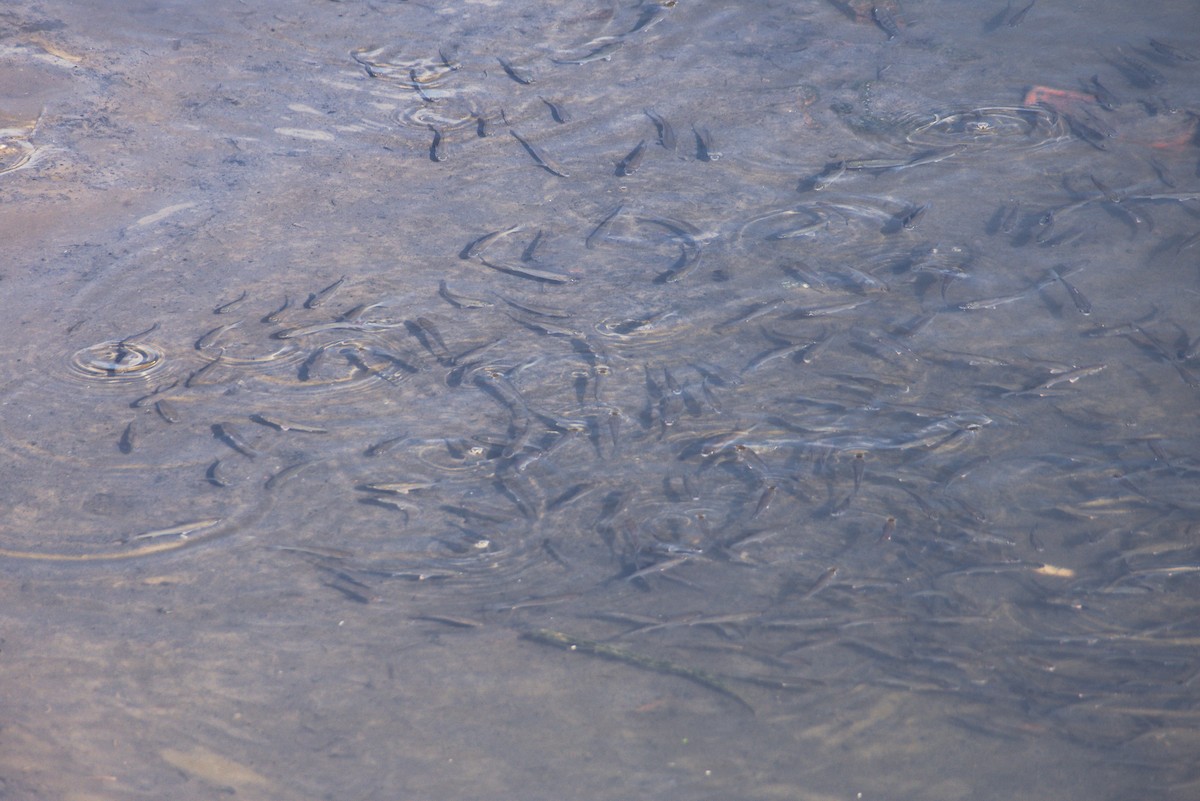 Strahlenflosser - ML646507781