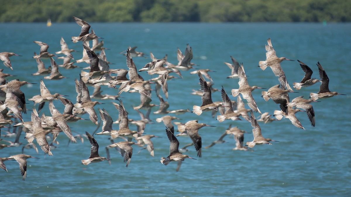 オオソリハシシギ - ML646507782