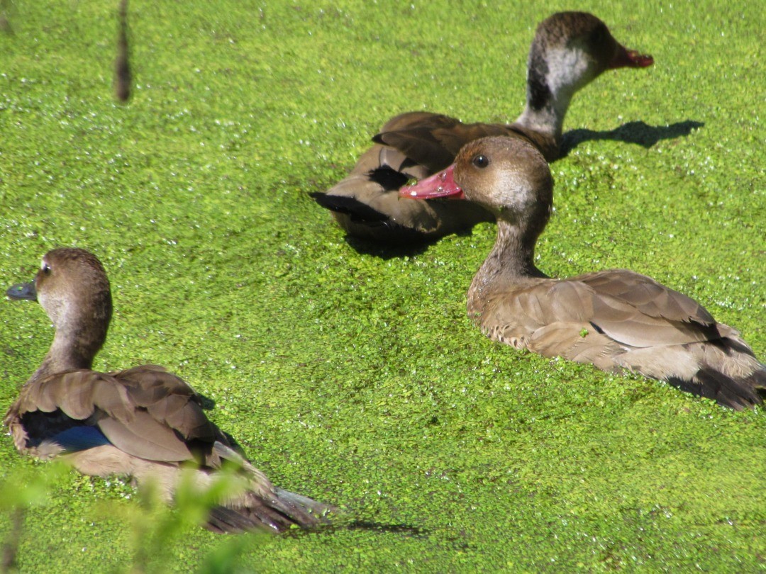 Чирянка бразильська - ML646507783