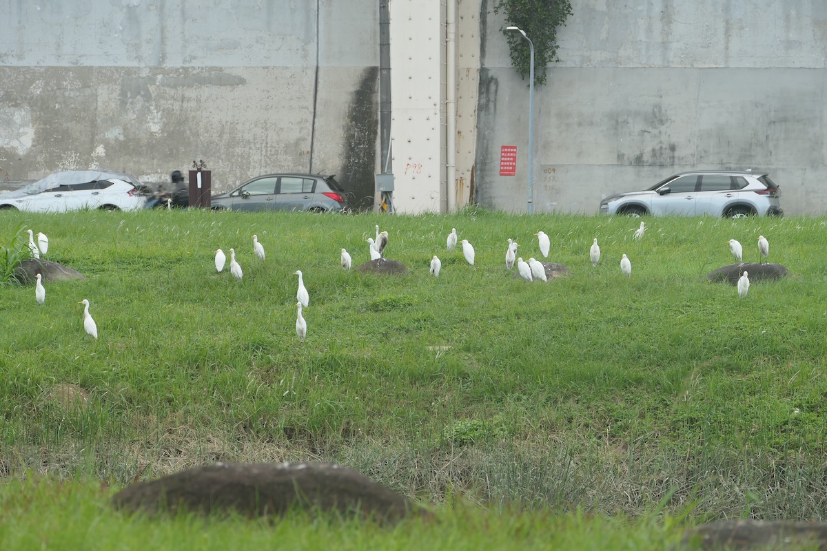 Koromandelkuhreiher - ML646507784