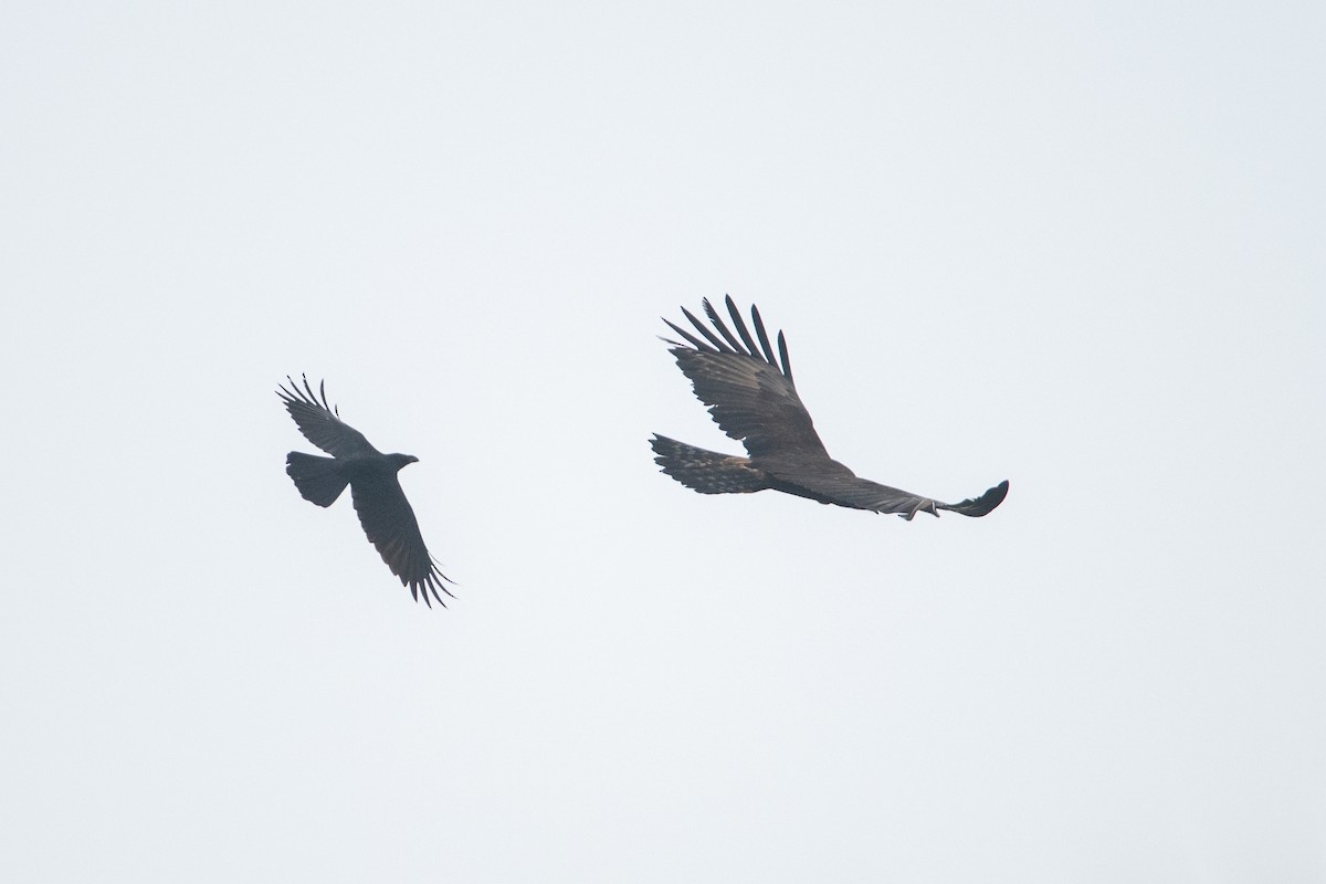 Black Eagle - ML646507785